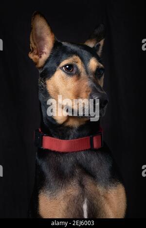 Streunende Mongrel gerettet thai Hund Porträt weichen schwarzen Hintergrund lookind Auf einer Seite Stockfoto