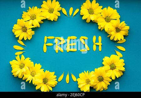 Wort frisch gelegt hell gelb natürlichen Blüten Blütenblätter auf blauem Hintergrund. Layout Blumenrahmen aus Gänseblümchen. Muster von Pflanzen. Frühling, Sommer Stockfoto