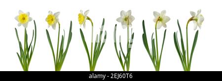 Daffodil Blume in verschiedenen Positionen auf weiß isoliert gesetzt. Weiße und gelbe Narzissen Frühlingsblume. Stockfoto