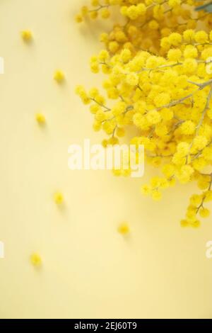Frühling vertikal verwackelt Hintergrund mit Mimosen oder Silber quattle Blumen Zweige. Stockfoto
