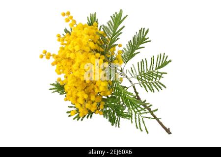 Mimosa Frühlingsblumen isoliert auf weiß. Akazie gelb flauschige Kugeln und Blätter. Silber bewässert dekorative Pflanze. Stockfoto