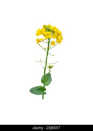 Raps- oder Rapsblütenzweig isoliert auf Weiß. Brassica Napus Pflanze mit leuchtend-gelben Blüten. Stockfoto