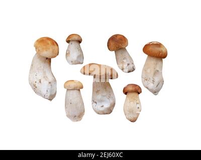 Boletus edulis auf weiß isoliert gesetzt. Sieben Penny Bun oder Steinpilze. Herbstpflanzen im Wald. Stockfoto
