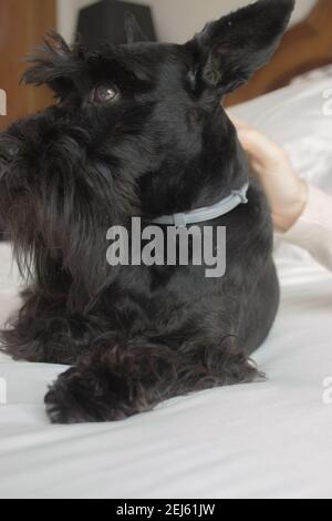 Portrait Schnauzer Rassehündin, die zu Hause im Bett liegt und ihren Meister anschaut, während sie ihn streichelt. Schnauzer Bild 2021 Indoor. Stockfoto