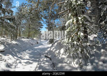 Schneebedeckter Weg durch winterliche Kiefernwälder im Ätna Park, Sizilien Stockfoto