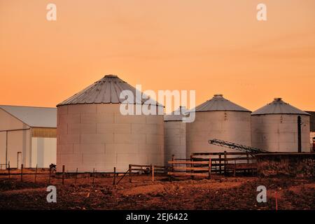 South Elgin, Illinois, USA. Dämmerung, kurz nach Sonnenuntergang, steigt auf Milchfarm Lagersilos an einem Winterabend im Nordosten Illinois Stockfoto