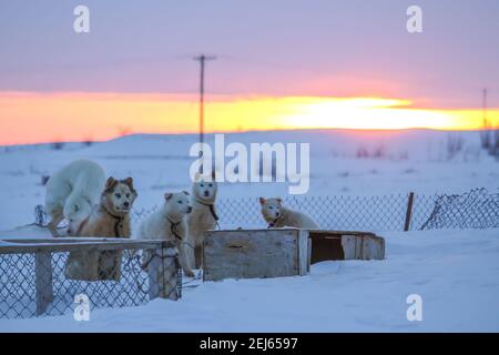 Arctic Husky Hunde gefesselt bis zu ihren Hundehäuser im Winter bei Sonnenaufgang, Tuktoyaktuk, Northwest Territories, Kanada. Stockfoto