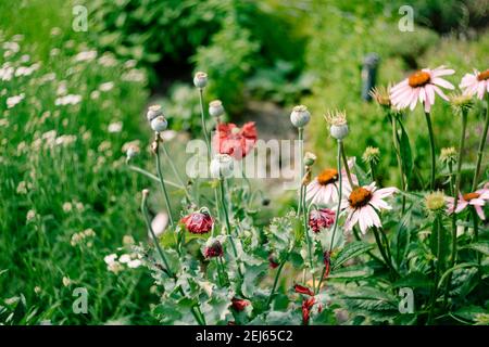 Mohnsamen in einer Knospe auf einer Wiese mit Kamillen und Wildblumen. Stockfoto