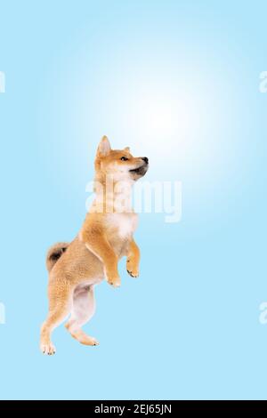 Springender shiba Inu Welpe Hund vor blauem Himmel Verlaufshintergrund Stockfoto