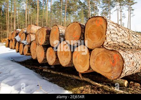 Holzstämme, die mit einer dicken Schneeschicht bedeckt sind. Entwaldung in Mitteleuropa. Wintersaison. Stockfoto