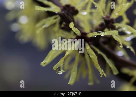 Hamamelis × intermedia 'angely' Hybrid Hexe Hasel. Stockfoto