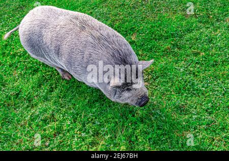 Schwein der asiatischen Rasse. Stockfoto