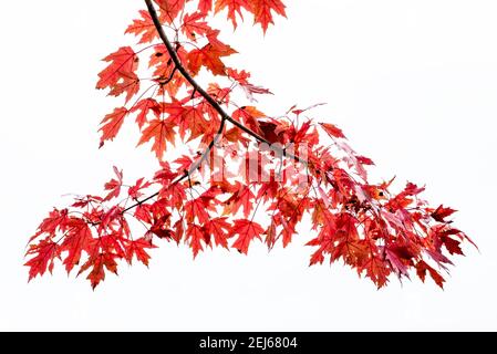 Silberner Ahorn (Acer saccharinum), in Herbstfarben, E USA, von Bruce Montagne/Dembinsky Photo Assoc Stockfoto