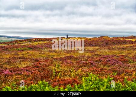 Ein einsamer Spaziergänger kann am Horizont von gesehen werden Ilkley Moor mitten in der Heide Stockfoto