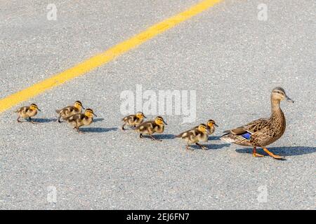 Eine Ente führt ihre Babys an einem sonnigen Tag über eine Straße. Gelbe Linie in der Mitte der Straße. Sieben kleine Enten folgen der Mutter. Stockfoto