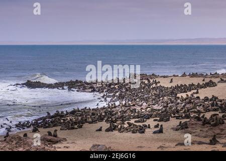 Pelzrobben Kolonie - Skeleton Coast - Namibia Stockfoto