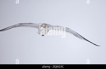 Möwen und Weißadler fliegen Stockfoto