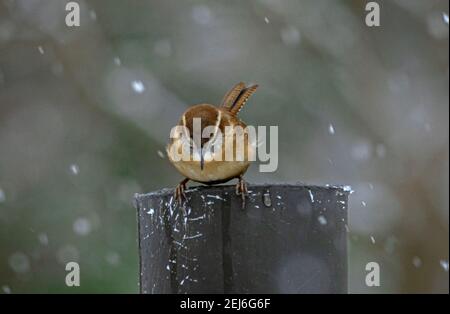 Ein Carolina Wren Song Vogel ruht auf Barsch Stockfoto