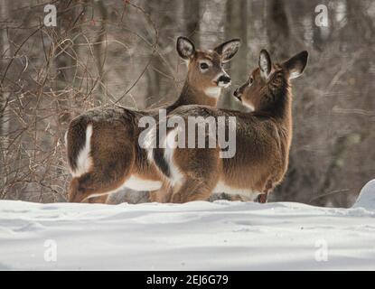 Hirsch im Gespräch in einem Hinterhof Wald Stockfoto
