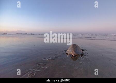 Schildkröten brüten bei Sonnenaufgang am Ostional Strand in Costa Rica Stockfoto