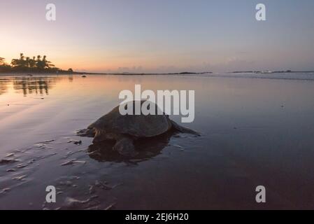 Schildkröten brüten bei Sonnenaufgang am Ostional Strand in Costa Rica Stockfoto