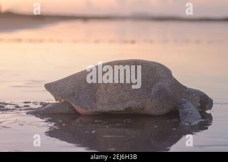 Schildkröten brüten bei Sonnenaufgang am Ostional Strand in Costa Rica Stockfoto