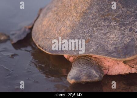 Schildkröten brüten bei Sonnenaufgang am Ostional Strand in Costa Rica Stockfoto