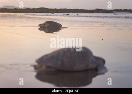 Schildkröten brüten bei Sonnenaufgang am Ostional Strand in Costa Rica Stockfoto