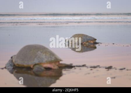 Schildkröten brüten bei Sonnenaufgang am Ostional Strand in Costa Rica Stockfoto