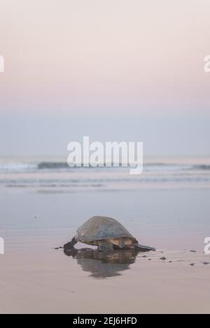 Schildkröten brüten bei Sonnenaufgang am Ostional Strand in Costa Rica Stockfoto