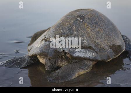 Schildkröten brüten bei Sonnenaufgang am Ostional Strand in Costa Rica Stockfoto