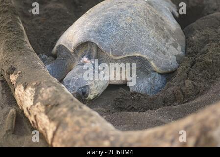 Schildkröten brüten bei Sonnenaufgang am Ostional Strand in Costa Rica Stockfoto