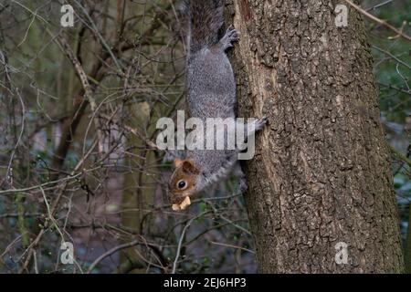 Haggerston Park, Hackney City Farm, London, England Stockfoto