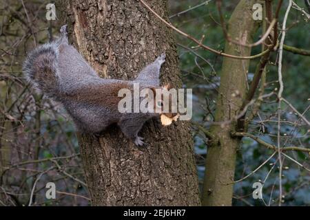 Haggerston Park, Hackney City Farm, London, England Stockfoto