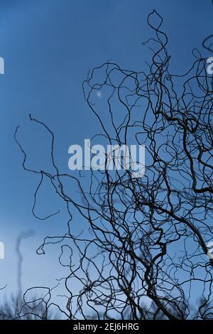 Haggerston Park, Hackney City Farm, London, England Stockfoto