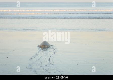 Schildkröten brüten bei Sonnenaufgang am Ostional Strand in Costa Rica Stockfoto