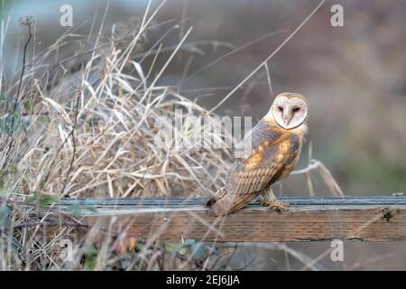 Scheune Eule (Tyto alba) im Pazifischen Nordwesten Stockfoto