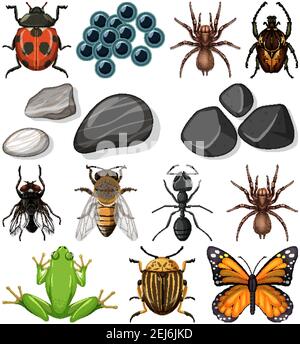 Verschiedene Arten von Insekten mit Naturelementen Illustration Stock Vektor