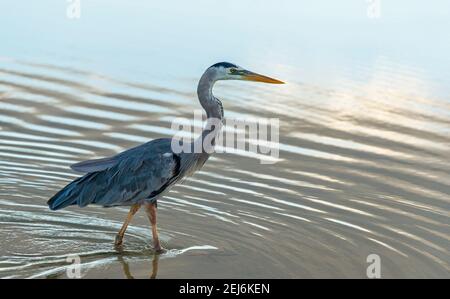 Blaureiher (Ardea herodias) auf der Jagd in einer Lagune am Strand Playa las Bacchas, Insel Santa Cruz, Nationalpark Galapagos, Ecuador. Stockfoto