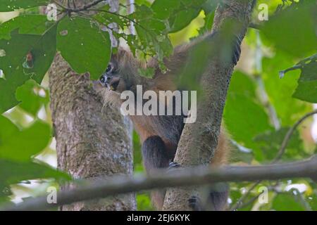 Geoffroys Spinnenaffen in einem Regenwald Baum in Tortuguero Nationalpark in Costa Rica Stockfoto