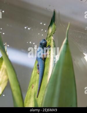 Ein juveniler männlicher elektrischer blauer Fleckfieder (Lygodactylus williamsi). Es ist eine vom Aussterben bedrohte Eidechsart aus der Familie Gekkonidae. Stockfoto