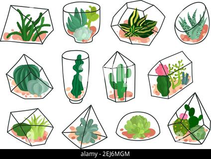 Sukkulenten Pflanzen Kakteen dekorative Zusammensetzungen in geometrischen transparenten Florarien Behälter Flache Symbole setzen isolierte Vektordarstellung Stock Vektor