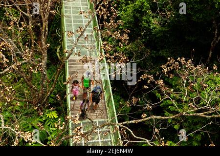 Sepilok Malaysia Besucher auf der erhöhten Baumkronenwanderung im Rainforest Discovery Center. (Rainforest Discovery Centre). Stockfoto