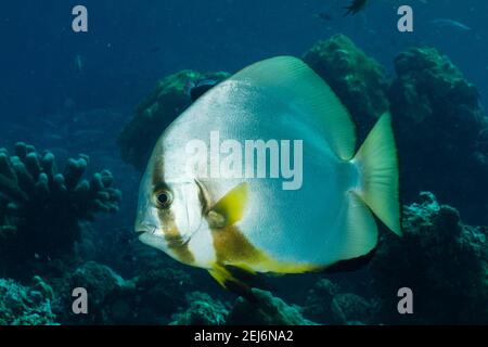 Sipadan Malaysia : Orbicular batfish (Platax orbicularis). Stockfoto