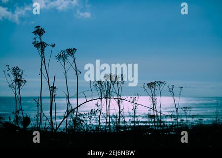 Silhouetten zarter, trockener Blüten auf langen Stielen gegen das helle Meer, das Mud Bay im BC'S Lower Mainland füllt. Die Farbe Teal und Weiß suggeriert Mondlicht. Stockfoto