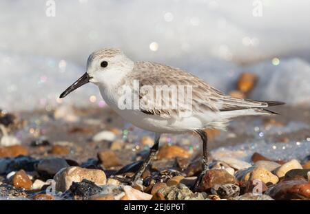 Sanderling im Winter Gefieder Fütterung am Texas City Dyke, Texas, USA Stockfoto