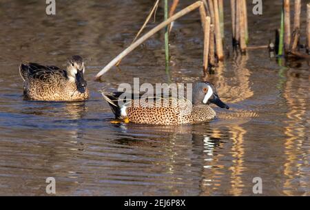 Die männlichen und weiblichen Blauflügelchen aus der Nähe, Texas, USA Stockfoto