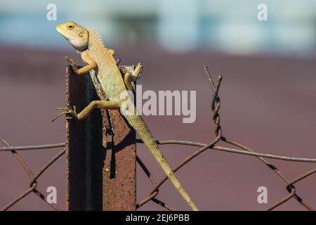 Nahaufnahme des indischen Chamäleon (Chamaeleo zeylanicus), das auf dem Fechten in der Sonne liegt. Stockfoto