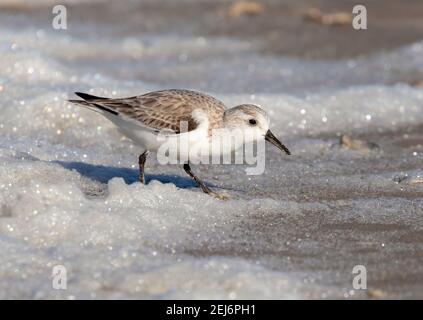 Sanderling im Winter Gefieder Fütterung am Texas City Dyke, Texas, USA Stockfoto