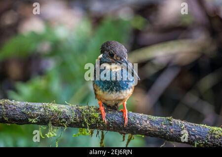 Blaubändiger Eisvogel Alcedo euryzona männlicher Barsch auf einem Ast Stockfoto